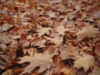 Seller - Autumn Leaves