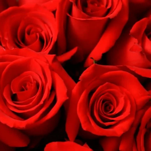 Seller - Roses