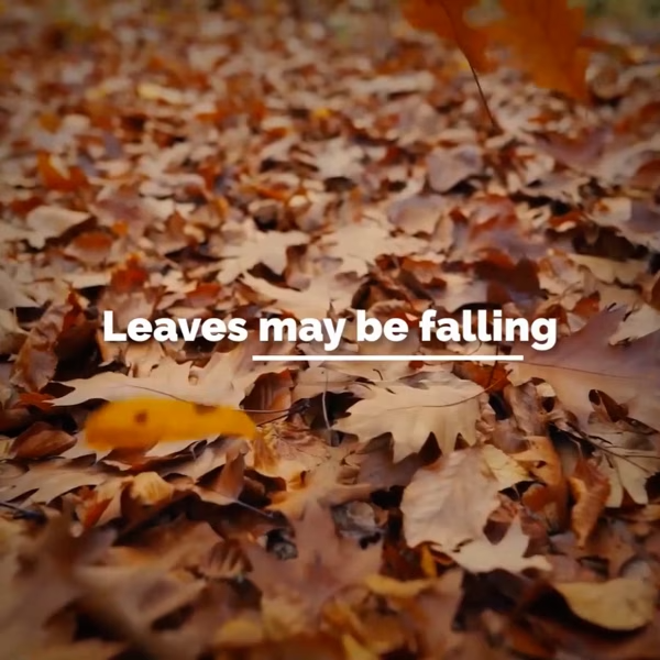Autumn Leaves